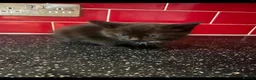 Mixed Breed cats for sale: 3 kittens left in Havant - Advert 12