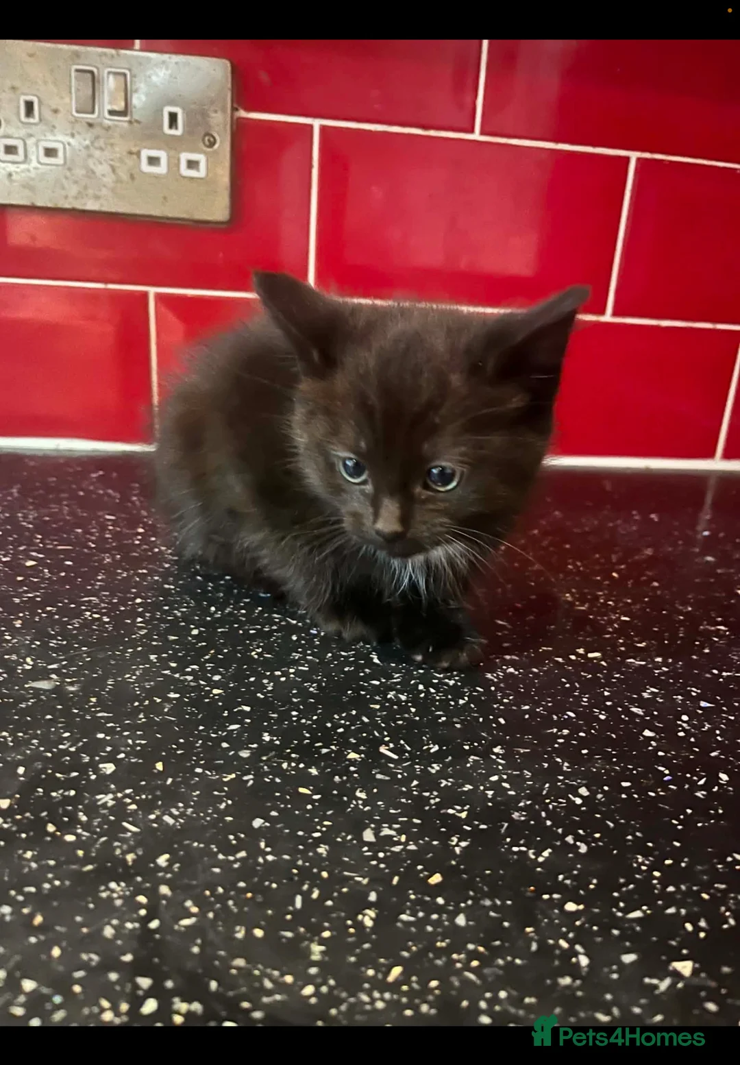 Mixed Breed cats for sale: 3 kittens left in Havant - Advert 12