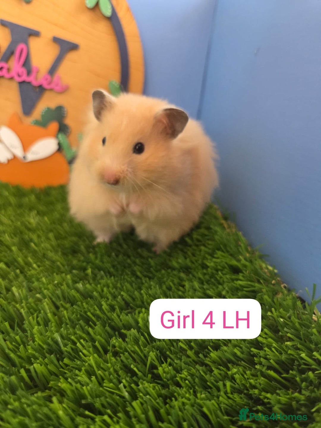 Hamster rodents for sale: Syrian Hamster Baby Girls Female Pedigree - Image 3