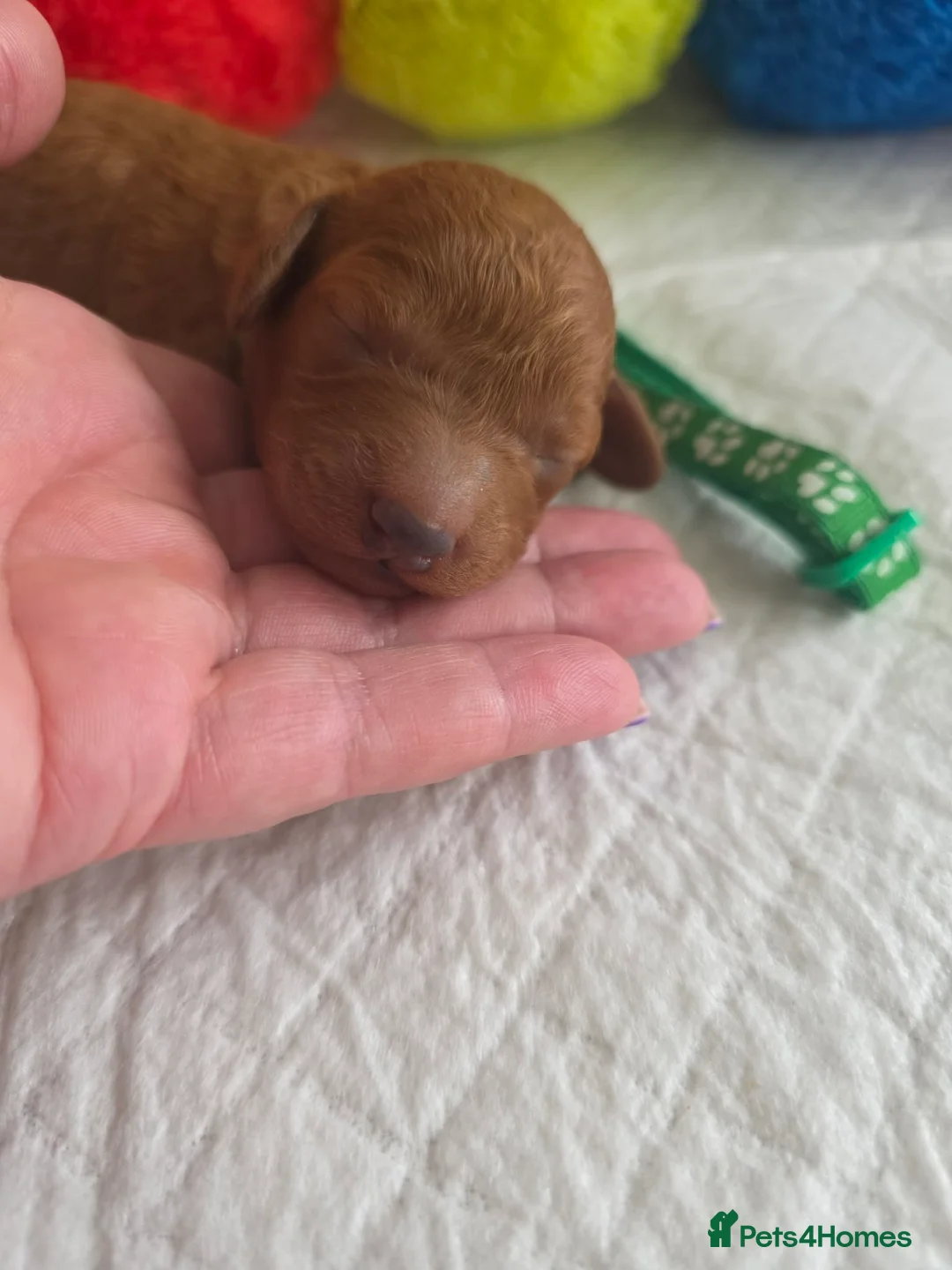 Cavapoo dogs for sale: 🥇Finest Quality Beautiful Deep Red Cavapoos 🥇 - Advert 2