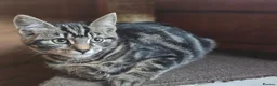 Mixed Breed cats for sale: Half Bengal Kittens - Advert 2