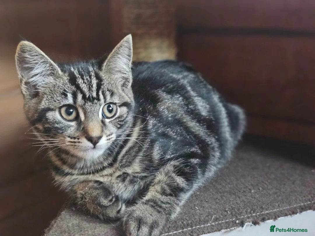 Mixed Breed cats for sale: Half Bengal Kittens - Advert 2