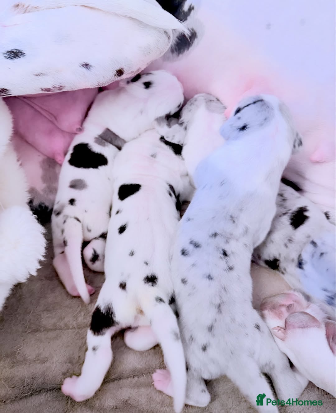 Great Dane dogs for sale: Great Danes Available–Gentle Giants in the Making - Advert 6