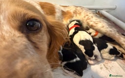 Cocker Spaniel dogs for sale: 2 beautiful working cocker boys  - Image 2