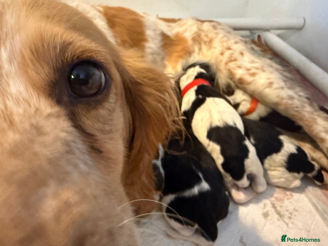 Cocker Spaniel dogs for sale: 2 beautiful working cocker boys  - Image 2
