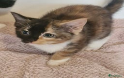 Mixed Breed cats for sale: Beautiful kittens - Image 2