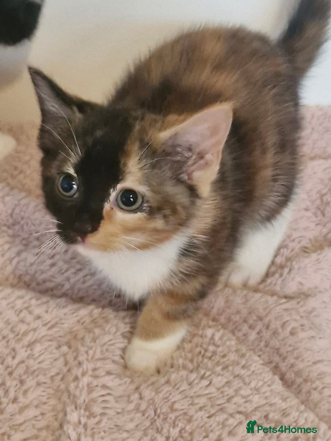 Mixed Breed cats for sale: Beautiful kittens - Image 2