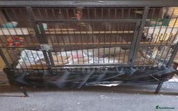 Budgerigars birds for sale: 3 budgies with cage - Image 3