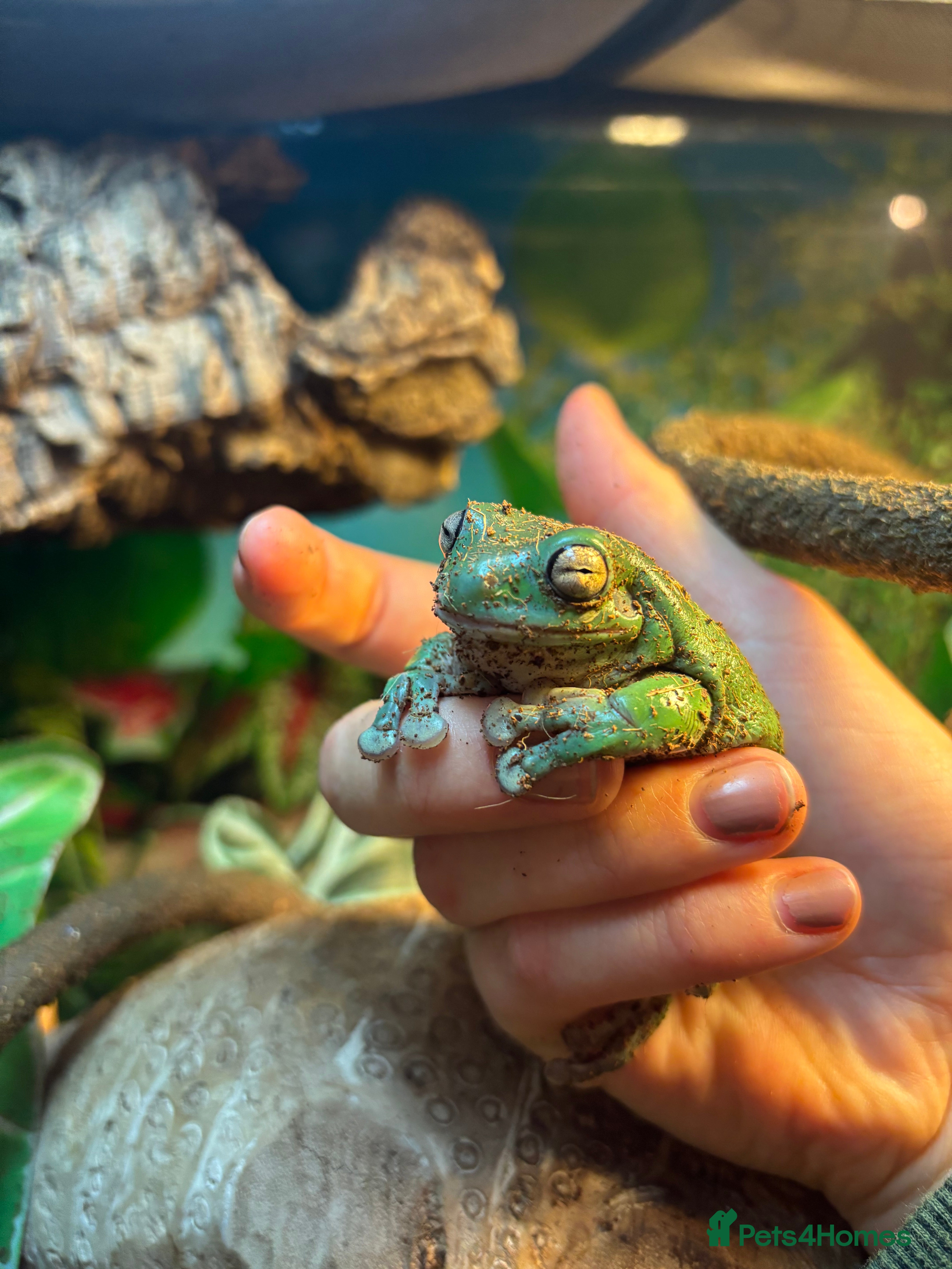 Frog reptiles Whites Tree Frogs X6  - Advert 2