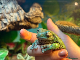 Frog reptiles Whites Tree Frogs X6 - Advert 10