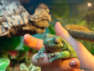 Frog reptiles Whites Tree Frogs X6 - Advert 5