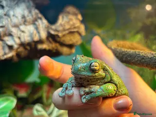 Frog reptiles Whites Tree Frogs X6 - Advert 16