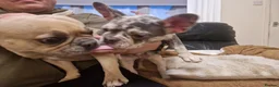 French Bulldog dogs for sale: French bulldog, 1 girl left  - Advert 10