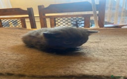 Domestic Shorthair cats for sale: 5 beatiful kittens for sale  - Image 11