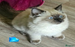 Ragdoll cats for sale: Blue Point Ragdoll Kittens for sale   - Image 7