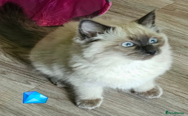 Ragdoll cats - Advert 13