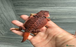 Bearded Dragon reptiles for sale: Stunning Red Monster Bearded Dragons  in Shrewsbury - Image 2