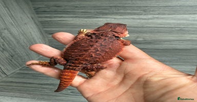 Bearded Dragon reptiles in Shrewsbury - Advert 3