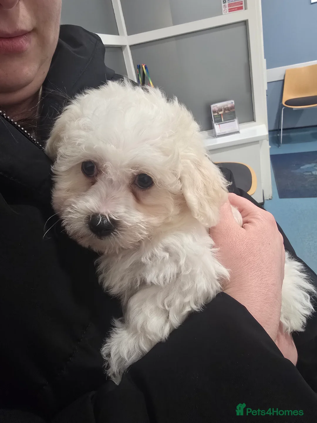 Bichon Frise dogs for sale: Bichon frise - Advert 9