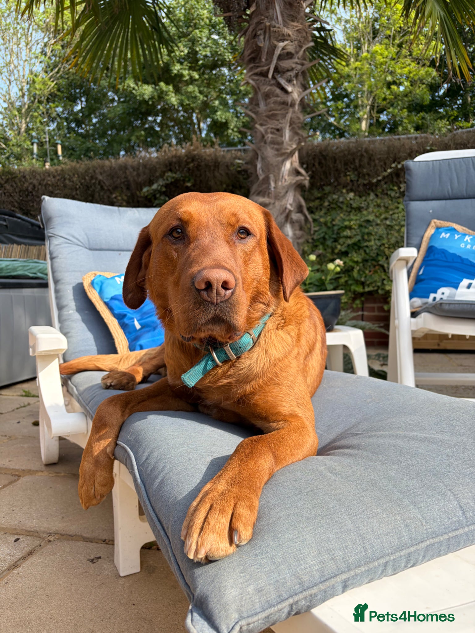 Labrador Retriever dogs for sale: KC Stunning Dark Fox Red Labrador Puppies - Advert 3