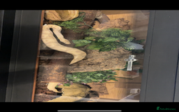 Python Snake reptiles for sale: Ball python snake  - Image 2