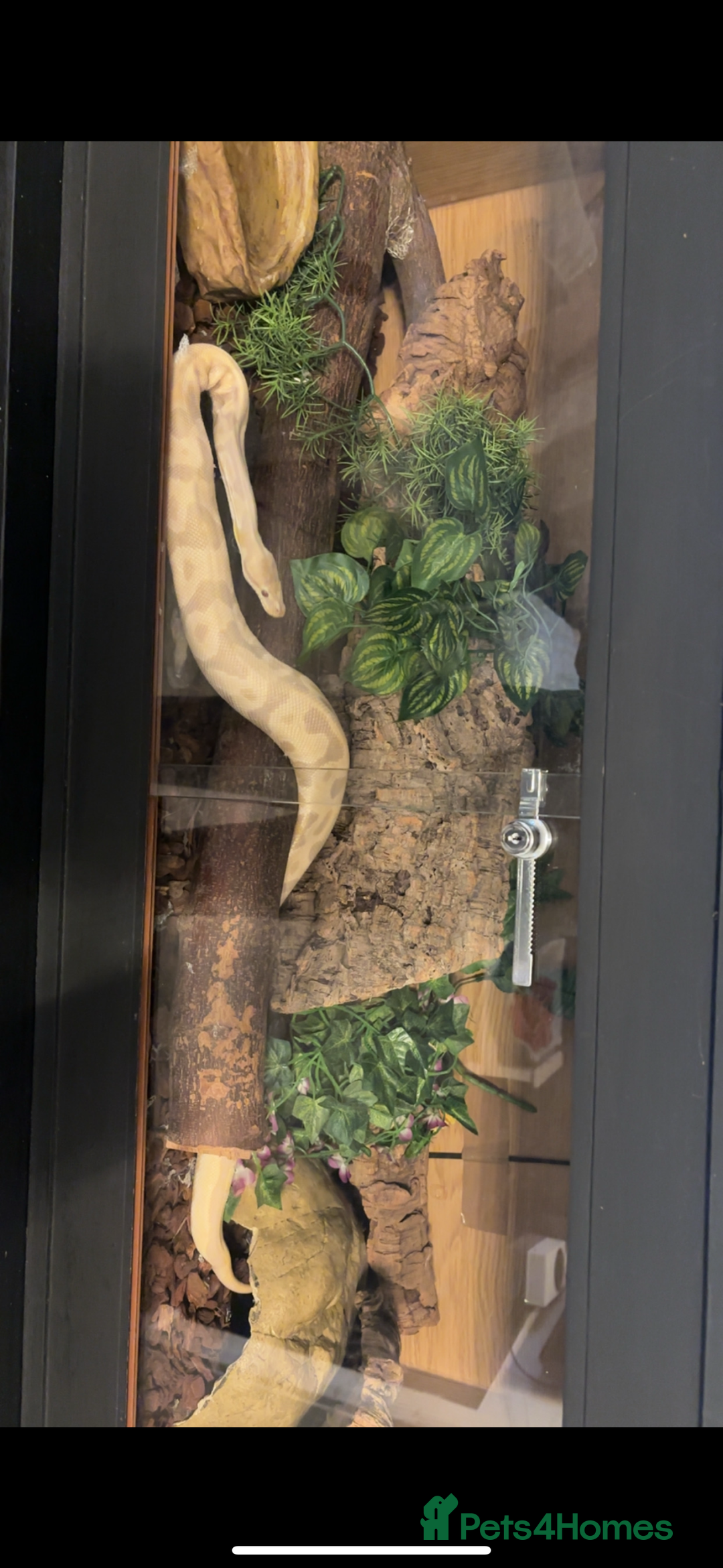 Python Snake reptiles for sale: Ball python snake  - Image 2