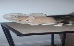 Sphynx cats for sale: Sphynx varient x ragdoll elf ears - Image 15