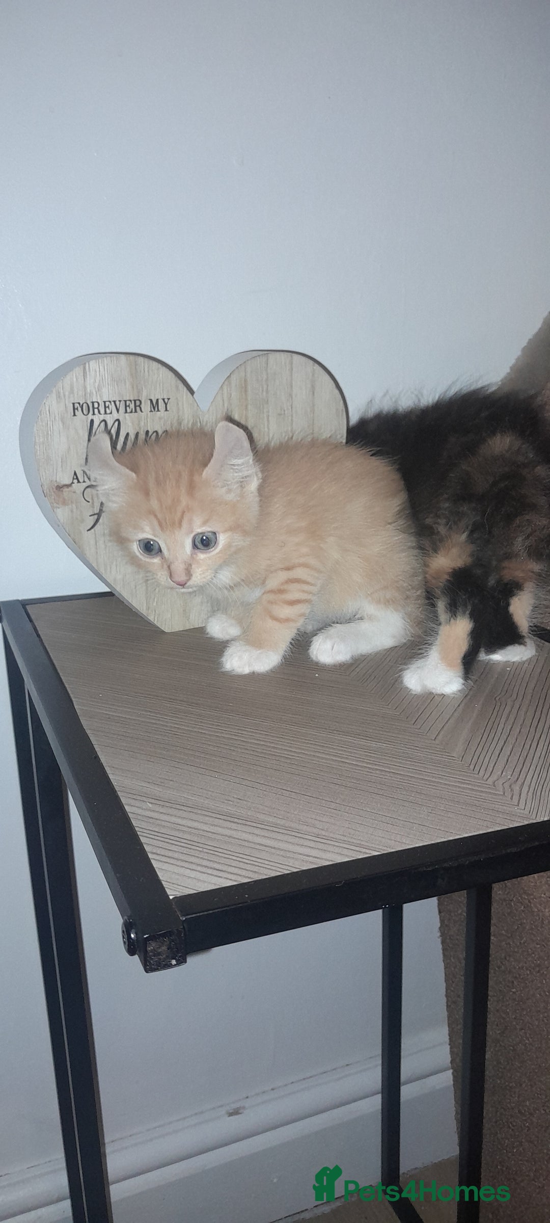 Sphynx cats for sale: Sphynx varient x ragdoll elf ears - Image 15