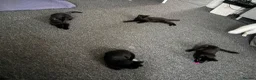 Mixed Breed cats for sale: 4 black kittens  in Ripley - Advert 2