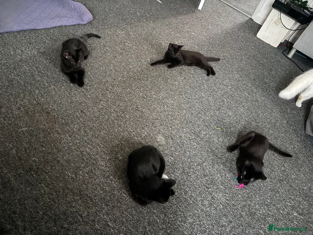 Mixed Breed cats for sale: 4 black kittens  in Ripley - Advert 2