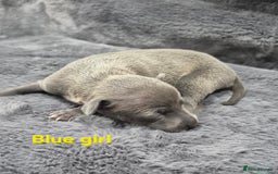 Italian Greyhound dogs for sale: Champion blood line KC Reg Italian Greyhounds - Advert 2