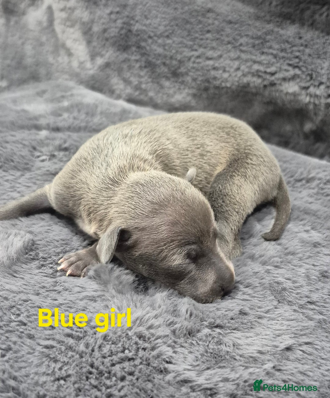 Italian Greyhound dogs for sale: Champion blood line KC Reg Italian Greyhounds - Advert 2