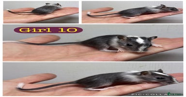 Gerbil rodents - Advert 8