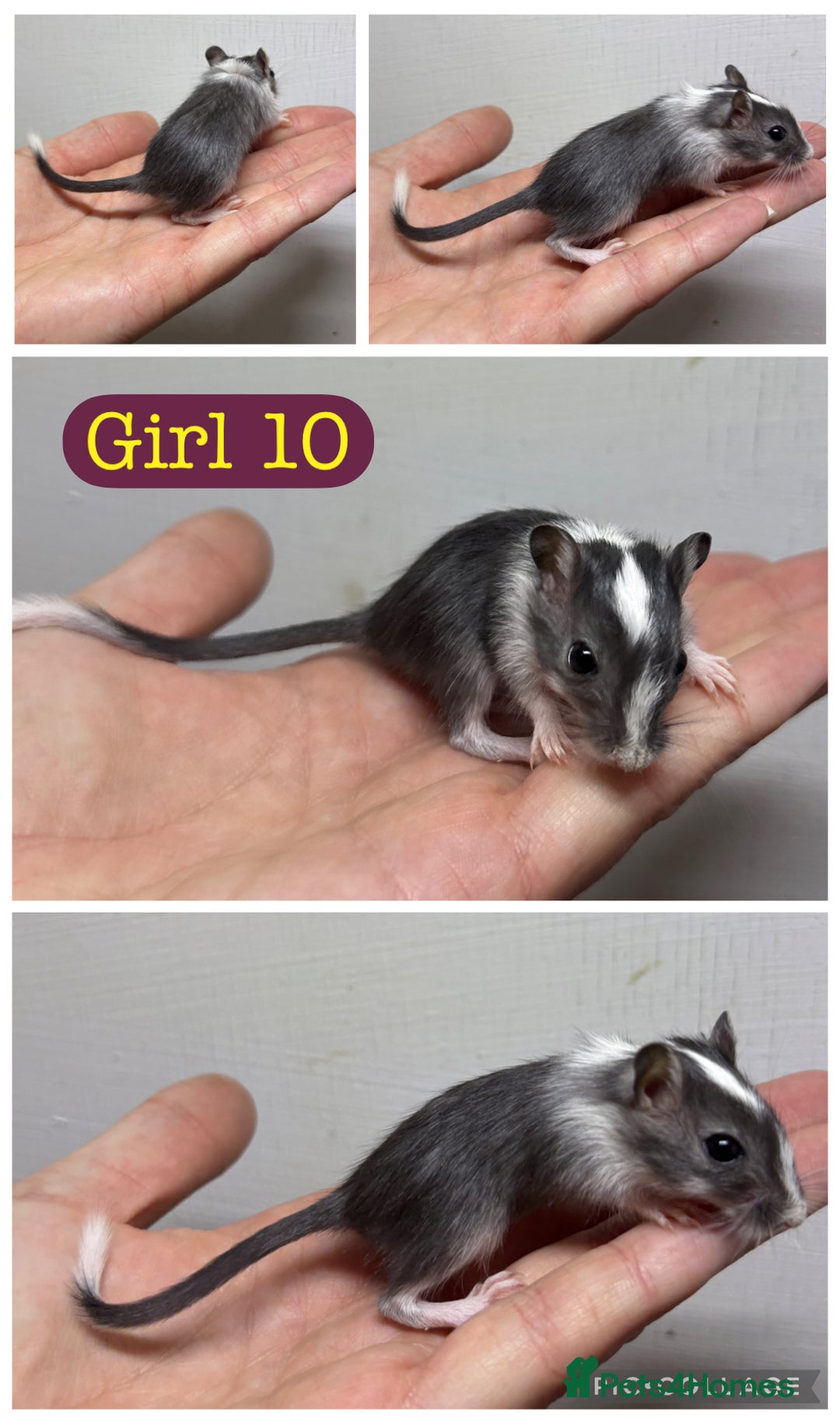 Gerbil rodents for sale: Beautiful friendly baby gerbils  - Image 19