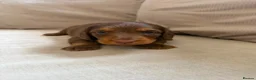 Miniature Dachshund dogs for sale: KC Miniature longhaired dachshunds for sale  - Advert 13