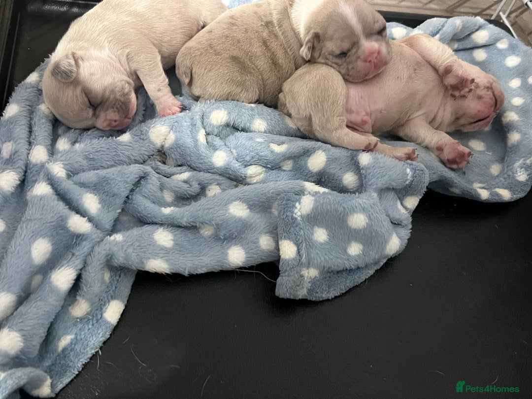 French Bulldog dogs for sale: French Bulldog Puppy’s  - Advert 20