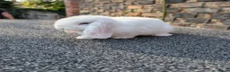 Mini Lop rabbits for sale: Mini lop babies looking for homes  - Advert 3