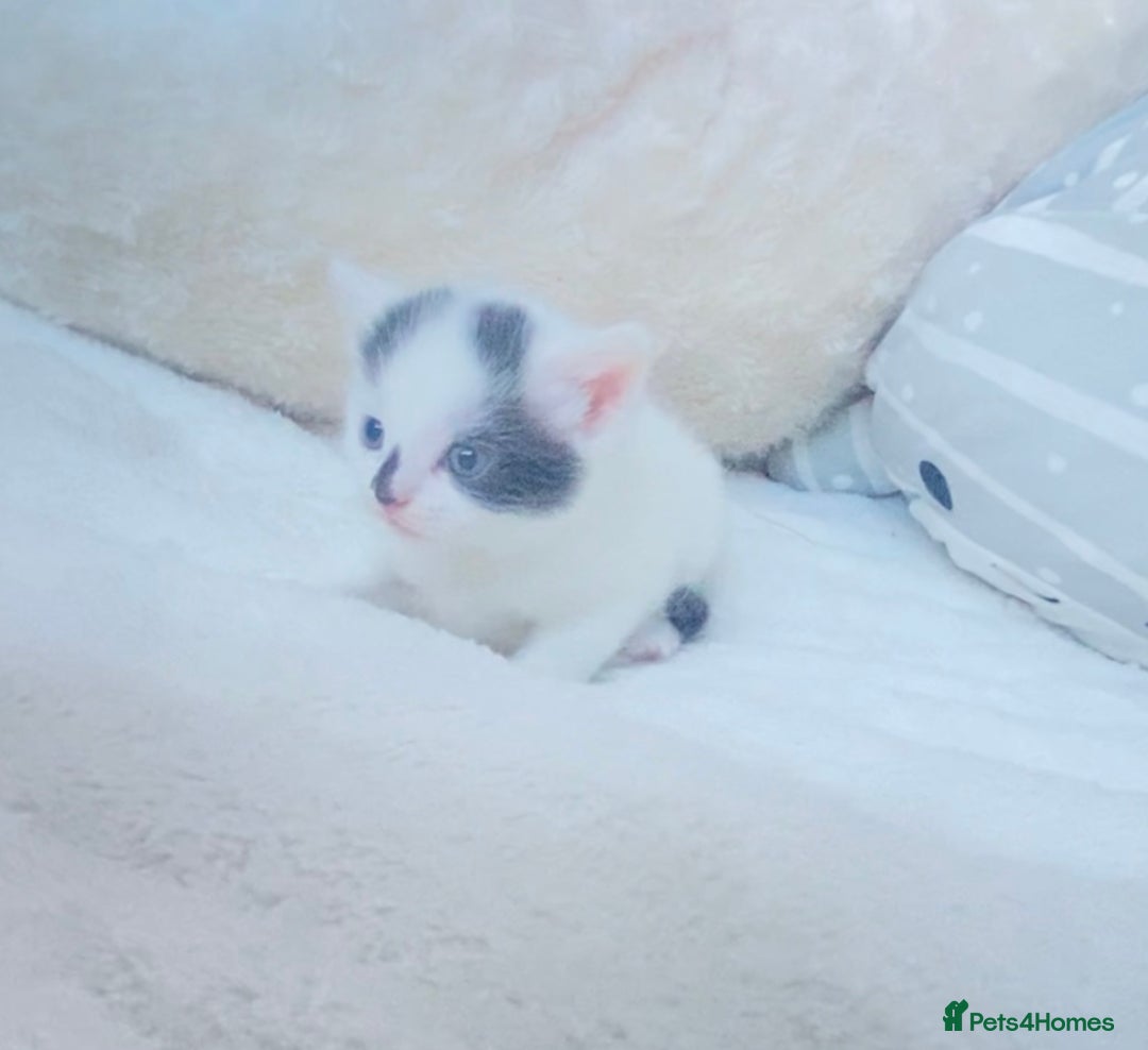 Mixed Breed cats for sale: Domestic shorthair kittens  - Advert 6