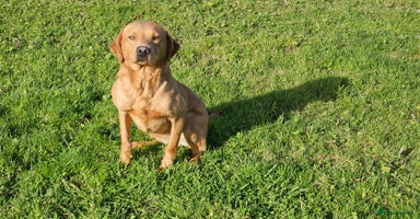 Labrador Retriever dogs - Advert 10