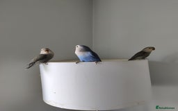 Lovebirds birds for sale: Tales of Cinder, Bobo, Soul & Enma - Image 11