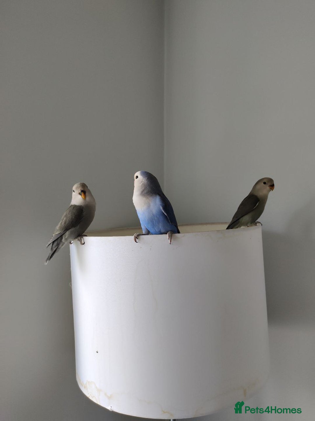 Lovebirds birds for sale: Tales of Cinder, Bobo, Soul & Enma - Image 11
