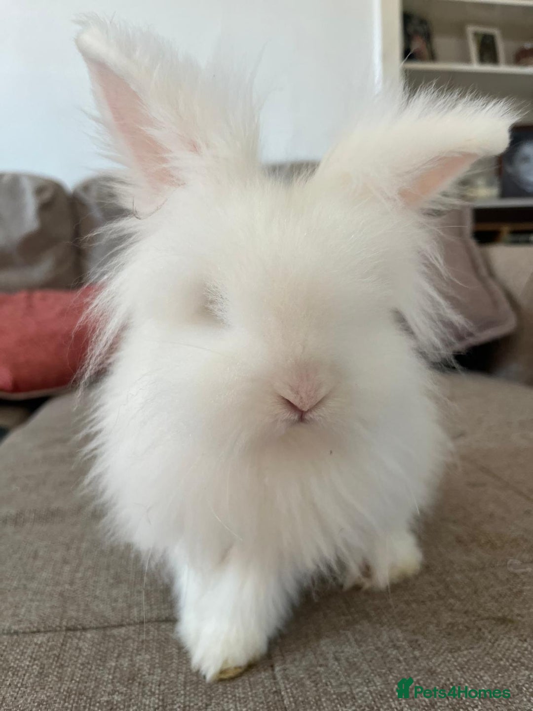 Lionhead rabbits for sale: White lionhead - Advert 3