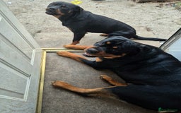 Rottweiler dogs for sale: Rottweiler puppies - Image 19