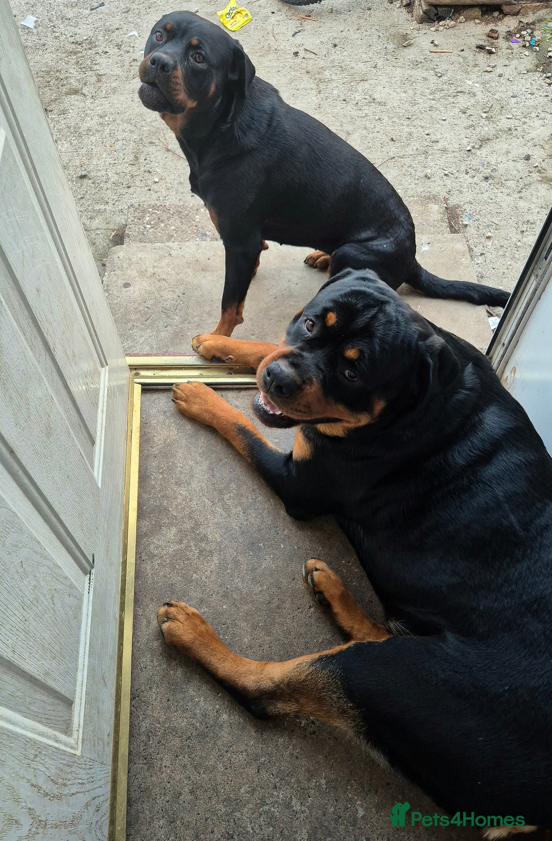 Rottweiler dogs for sale: Rottweiler puppies - Image 19