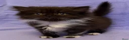 British Shorthair cats for sale: British shorthair X Persian kittens  - Advert 12