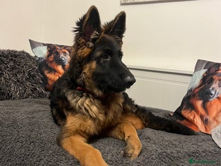 German Shepherd dogs Top Quality GSD puppies available - Advert 16