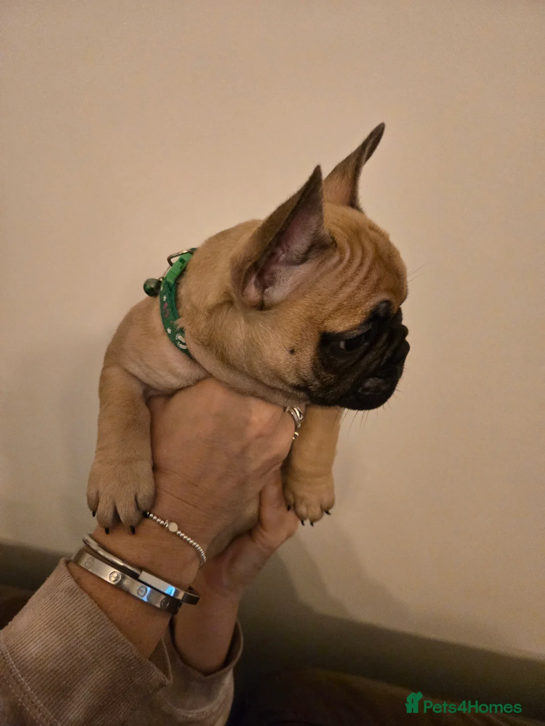 French Bulldog dogs for sale: French bulldog puppies.  - Advert 32
