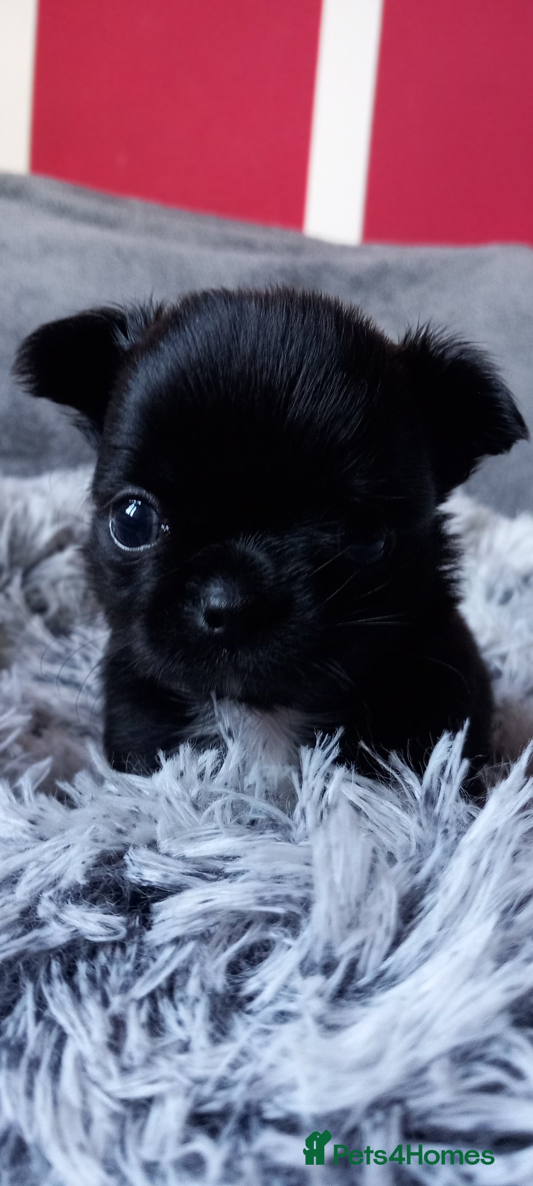 Chihuahua dogs for sale: ❤️‍🔥DNA tested parents❤️‍🔥LC 1Boys KC REG  - Advert 21