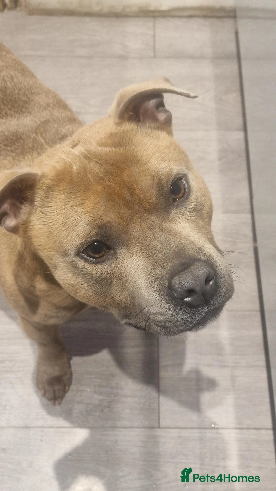 Staffordshire Bull Terrier dogs for stud: Stunning Staffy Enzo - Advert 8