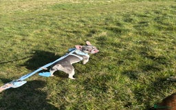 French Bulldog dogs for sale: Still looking for a new home RFG health tested boy - Image 10